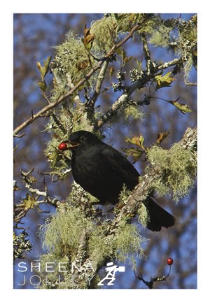 Blackbird  red berry  lichen  photograph  Derryclare   Co Galway Winter Morsel.jpg Winter Morsel.jpg Winter Morsel.jpg Winter Morsel.jpg